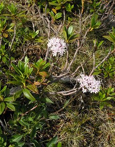 Valeriana montana (Caprifoliaceae)  - Valériane des montagnes Haute-Ribagorce [Espagne] 09/07/2005 - 2040m