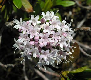 Valeriana montana (Caprifoliaceae)  - Valériane des montagnes Haute-Ribagorce [Espagne] 09/07/2005 - 2040m