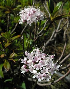 Valeriana montana (Caprifoliaceae)  - Valériane des montagnes Haute-Ribagorce [Espagne] 09/07/2005 - 2040m