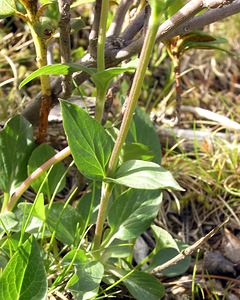 Valeriana montana (Caprifoliaceae)  - Valériane des montagnes Haute-Ribagorce [Espagne] 09/07/2005 - 2040m