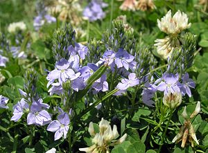 Veronica teucrium (Plantaginaceae)  - Véronique germandrée, Véronique faux petit-chêne Sobrarbe [Espagne] 09/07/2005 - 1640m