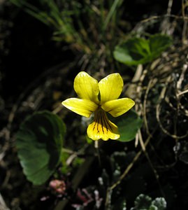 Viola biflora (Violaceae)  - Violette à deux fleurs, Pensée à deux fleurs - Alpine Yellow-violet Hautes-Pyrenees [France] 10/07/2005 - 2200m