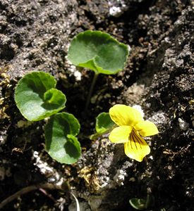 Viola biflora (Violaceae)  - Violette à deux fleurs, Pensée à deux fleurs - Alpine Yellow-violet Hautes-Pyrenees [France] 10/07/2005 - 2200m