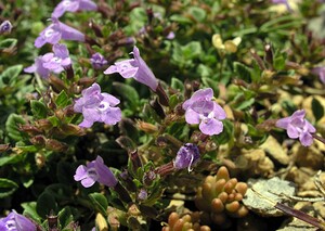 Ziziphora granatensis subsp. alpina (Lamiaceae)  - Ziziphora des Alpes, Clinopode des Alpes, Calament des Alpes, Sarriette des Alpes, Acinos des Alpes Sobrarbe [Espagne] 09/07/2005 - 1640m