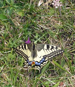 Papilio machaon (Papilionidae)  - Machaon, Grand Porte-Queue Pas-de-Calais [France] 13/08/2005 - 90m
