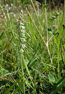 Spiranthes spiralis (Orchidaceae)  - Spiranthe d'automne, Spiranthe spiralée - Autumn Lady's-tresses Pas-de-Calais [France] 13/08/2005 - 90m