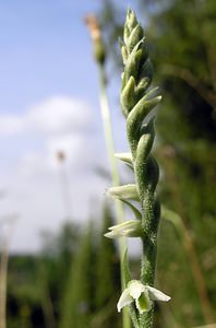 Spiranthes spiralis (Orchidaceae)  - Spiranthe d'automne, Spiranthe spiralée - Autumn Lady's-tresses Pas-de-Calais [France] 13/08/2005 - 90m