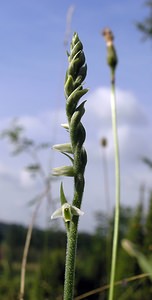 Spiranthes spiralis (Orchidaceae)  - Spiranthe d'automne, Spiranthe spiralée - Autumn Lady's-tresses Pas-de-Calais [France] 13/08/2005 - 90m