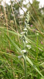 Spiranthes spiralis (Orchidaceae)  - Spiranthe d'automne, Spiranthe spiralée - Autumn Lady's-tresses Pas-de-Calais [France] 13/08/2005 - 90m