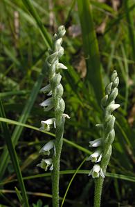 Spiranthes spiralis (Orchidaceae)  - Spiranthe d'automne, Spiranthe spiralée - Autumn Lady's-tresses Pas-de-Calais [France] 13/08/2005 - 90m