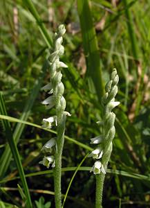 Spiranthes spiralis (Orchidaceae)  - Spiranthe d'automne, Spiranthe spiralée - Autumn Lady's-tresses Pas-de-Calais [France] 13/08/2005 - 90m