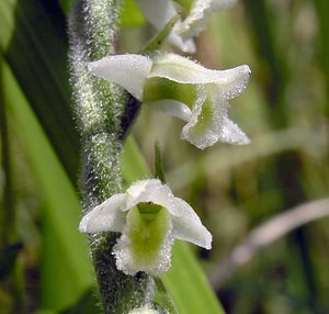 Spiranthes spiralis (Orchidaceae)  - Spiranthe d'automne, Spiranthe spiralée - Autumn Lady's-tresses Pas-de-Calais [France] 13/08/2005 - 90m