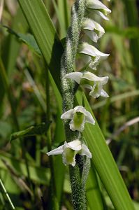 Spiranthes spiralis (Orchidaceae)  - Spiranthe d'automne, Spiranthe spiralée - Autumn Lady's-tresses Pas-de-Calais [France] 13/08/2005 - 90m