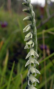 Spiranthes spiralis (Orchidaceae)  - Spiranthe d'automne, Spiranthe spiralée - Autumn Lady's-tresses Pas-de-Calais [France] 13/08/2005 - 90m