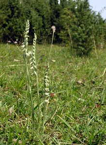 Spiranthes spiralis (Orchidaceae)  - Spiranthe d'automne, Spiranthe spiralée - Autumn Lady's-tresses Pas-de-Calais [France] 13/08/2005 - 90m