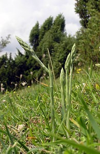 Spiranthes spiralis (Orchidaceae)  - Spiranthe d'automne, Spiranthe spiralée - Autumn Lady's-tresses Pas-de-Calais [France] 13/08/2005 - 90m