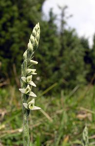 Spiranthes spiralis (Orchidaceae)  - Spiranthe d'automne, Spiranthe spiralée - Autumn Lady's-tresses Pas-de-Calais [France] 13/08/2005 - 90m