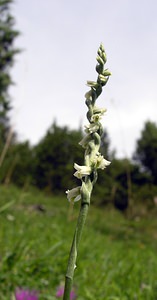 Spiranthes spiralis (Orchidaceae)  - Spiranthe d'automne, Spiranthe spiralée - Autumn Lady's-tresses Pas-de-Calais [France] 13/08/2005 - 90m