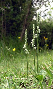 Spiranthes spiralis (Orchidaceae)  - Spiranthe d'automne, Spiranthe spiralée - Autumn Lady's-tresses Pas-de-Calais [France] 13/08/2005 - 90m