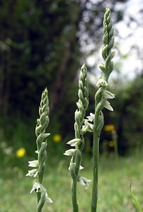 Spiranthes spiralis (Orchidaceae)  - Spiranthe d'automne, Spiranthe spiralée - Autumn Lady's-tresses Pas-de-Calais [France] 13/08/2005 - 90m