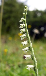 Spiranthes spiralis (Orchidaceae)  - Spiranthe d'automne, Spiranthe spiralée - Autumn Lady's-tresses Pas-de-Calais [France] 13/08/2005 - 90m