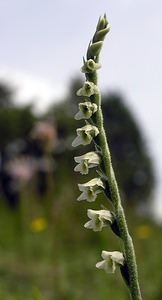 Spiranthes spiralis (Orchidaceae)  - Spiranthe d'automne, Spiranthe spiralée - Autumn Lady's-tresses Pas-de-Calais [France] 13/08/2005 - 90m