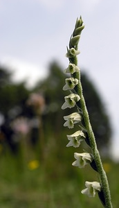 Spiranthes spiralis (Orchidaceae)  - Spiranthe d'automne, Spiranthe spiralée - Autumn Lady's-tresses Pas-de-Calais [France] 13/08/2005 - 90m