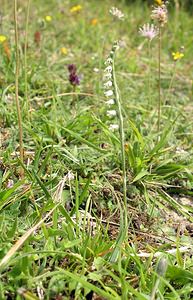 Spiranthes spiralis (Orchidaceae)  - Spiranthe d'automne, Spiranthe spiralée - Autumn Lady's-tresses Pas-de-Calais [France] 13/08/2005 - 90m