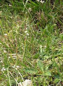 Spiranthes spiralis (Orchidaceae)  - Spiranthe d'automne, Spiranthe spiralée - Autumn Lady's-tresses Pas-de-Calais [France] 13/08/2005 - 90m