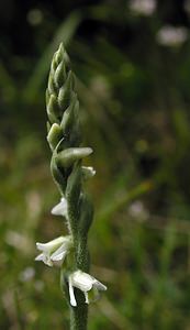 Spiranthes spiralis (Orchidaceae)  - Spiranthe d'automne, Spiranthe spiralée - Autumn Lady's-tresses Pas-de-Calais [France] 13/08/2005 - 90m