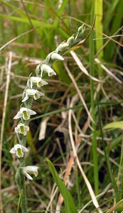 Spiranthes spiralis (Orchidaceae)  - Spiranthe d'automne, Spiranthe spiralée - Autumn Lady's-tresses Pas-de-Calais [France] 13/08/2005 - 90m