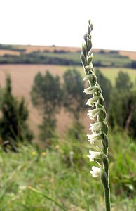 Spiranthes spiralis (Orchidaceae)  - Spiranthe d'automne, Spiranthe spiralée - Autumn Lady's-tresses Pas-de-Calais [France] 13/08/2005 - 90m