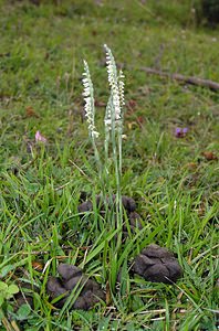 Spiranthes spiralis (Orchidaceae)  - Spiranthe d'automne, Spiranthe spiralée - Autumn Lady's-tresses Pas-de-Calais [France] 20/08/2005 - 90m