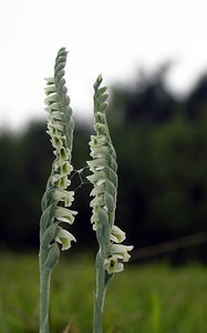 Spiranthes spiralis (Orchidaceae)  - Spiranthe d'automne, Spiranthe spiralée - Autumn Lady's-tresses Pas-de-Calais [France] 20/08/2005 - 90m