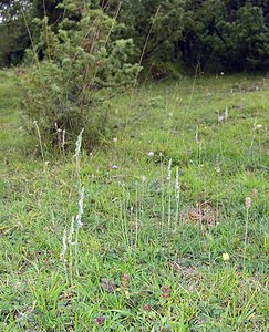 Spiranthes spiralis (Orchidaceae)  - Spiranthe d'automne, Spiranthe spiralée - Autumn Lady's-tresses Pas-de-Calais [France] 20/08/2005 - 90m