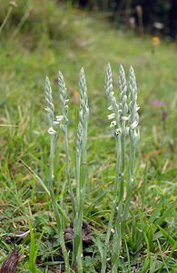 Spiranthes spiralis (Orchidaceae)  - Spiranthe d'automne, Spiranthe spiralée - Autumn Lady's-tresses Pas-de-Calais [France] 20/08/2005 - 90m