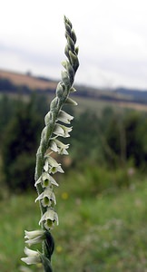 Spiranthes spiralis (Orchidaceae)  - Spiranthe d'automne, Spiranthe spiralée - Autumn Lady's-tresses Pas-de-Calais [France] 20/08/2005 - 90m