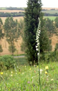 Spiranthes spiralis (Orchidaceae)  - Spiranthe d'automne, Spiranthe spiralée - Autumn Lady's-tresses Pas-de-Calais [France] 20/08/2005 - 90m