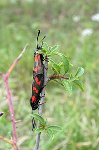 Zygaena filipendulae (Zygaenidae)  - Zygène du Pied-de-Poule, Zygène des Lotiers, Zygène de la Filipendule - Six-spot Burnet Pas-de-Calais [France] 13/08/2005 - 90m