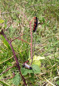 Zygaena filipendulae (Zygaenidae)  - Zygène du Pied-de-Poule, Zygène des Lotiers, Zygène de la Filipendule - Six-spot Burnet Pas-de-Calais [France] 13/08/2005 - 90m