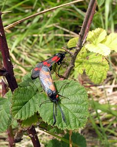 Zygaena filipendulae (Zygaenidae)  - Zygène du Pied-de-Poule, Zygène des Lotiers, Zygène de la Filipendule - Six-spot Burnet Pas-de-Calais [France] 13/08/2005 - 90m