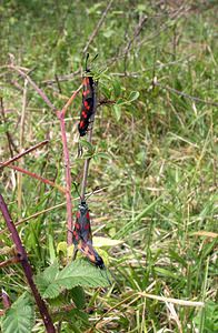 Zygaena filipendulae (Zygaenidae)  - Zygène du Pied-de-Poule, Zygène des Lotiers, Zygène de la Filipendule - Six-spot Burnet Pas-de-Calais [France] 13/08/2005 - 90m