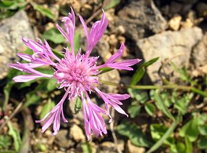 Centaurea jacea (Asteraceae)  - Centaurée jacée, Tête de moineau, Ambrette - Brown Knapweed Neufchateau [Belgique] 03/09/2005 - 260m