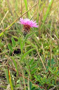 Centaurea nigra (Asteraceae)  - Centaurée noire Somme [France] 10/09/2005 - 80m