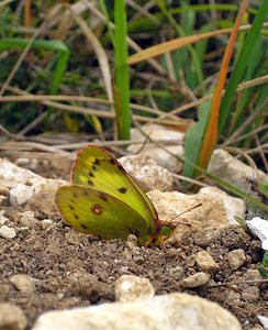 Colias alfacariensis (Pieridae)  - Fluoré - Berger's Clouded Yellow Somme [France] 10/09/2005 - 80m