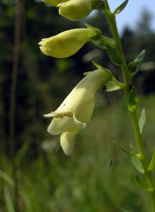 Digitalis lutea (Plantaginaceae)  - Digitale jaune - Straw Foxglove Neufchateau [Belgique] 03/09/2005 - 280m