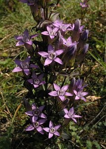 Gentianella germanica (Gentianaceae)  - Gentianelle d'Allemagne, Gentiane d'Allemagne - Chiltern Gentian Neufchateau [Belgique] 03/09/2005 - 260m