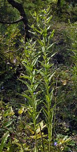 Lithospermum officinale (Boraginaceae)  - Grémil officinal, Herbe aux perles - Common Gromwell Neufchateau [Belgique] 03/09/2005 - 260m