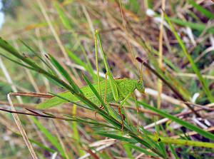 Phaneroptera falcata (Tettigoniidae)  - Phanéroptère commun - Sickle-bearing Bush-cricket Somme [France] 10/09/2005 - 80m