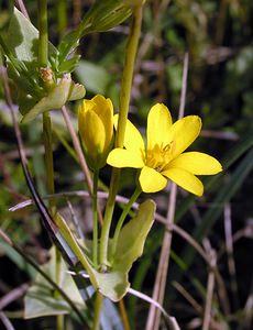 Blackstonia perfoliata (Gentianaceae)  - Blackstonie perfoliée, Chlorette, Chlore perfoliée - Yellow-wort Pas-de-Calais [France] 09/10/2005 - 130m